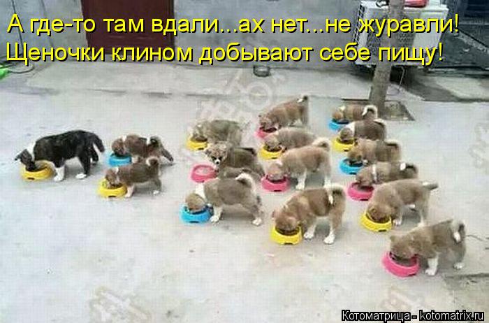 Котоматрица: А где-то там вдали...ах нет...не журавли! Щеночки клином добывают себе пищу!