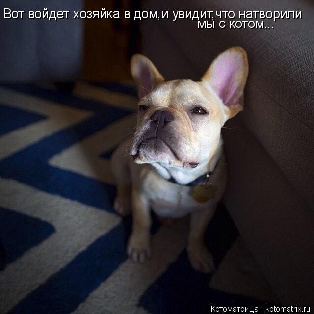 Котоматрица: Вот войдет хозяйка в дом,и увидит,что натворили  мы с котом...