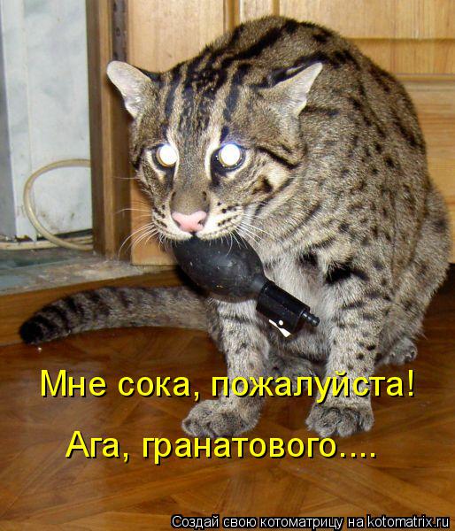 Мне сока, пожалуйста! Ага, гранатового....... Котоматрица: Мне сока, пожалуйста! Ага, гранатового....