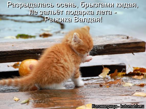 Разрыдалась осень, брызгами кидая, не зальёт подарка лета - Рыжика Валдая!... Котоматрица: Разрыдалась осень, брызгами кидая, не зальёт подарка лета - Рыжика Валдая!