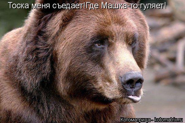 Тоска меня съедает!Где Машка-то гуляет!... Котоматрица: Тоска меня съедает!Где Машка-то гуляет!