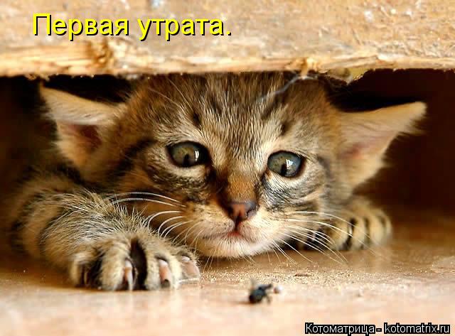 Первая утрата.... Котоматрица: Первая утрата.
