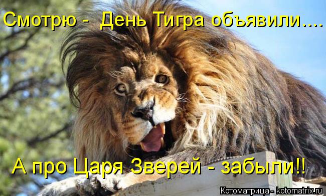 Котоматрица: А про Царя Зверей - забыли!! Смотрю -  День Тигра объявили....