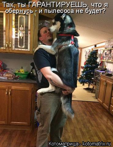 обернусь - и пылесоса не будет? Так, ты ГАРАНТИРУЕШЬ, что я... Котоматрица: обернусь - и пылесоса не будет? Так, ты ГАРАНТИРУЕШЬ, что я