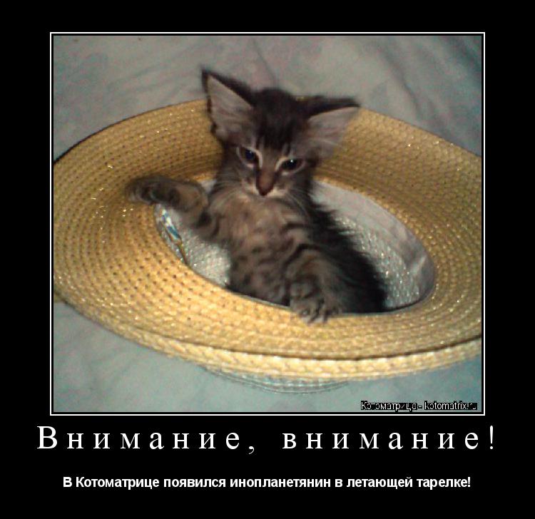 Внимание, внимание! В Котоматрице появился инопланетянин в летающей тарелке!... Котоматрица: Внимание, внимание! В Котоматрице появился инопланетянин в летающей тарелке!
