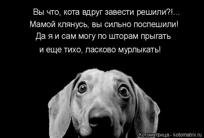 Вы что, кота вдруг завести решили?!... Мамой клянусь, вы сильно поспешили! Да я и сам могу по шторам ... Котоматрица: Вы что, кота вдруг завести решили?!... Мамой клянусь, вы сильно поспешили! Да я и сам могу по шторам прыгать и еще тихо, ласково мурлыкать!