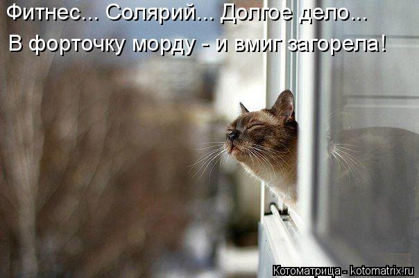 Котоматрица: В форточку морду - и вмиг загорела! Фитнес... Солярий... Долгое дело...