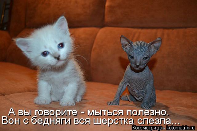 А вы говорите - мыться полезно. Вон с бедняги вся шерстка слезла...... Котоматрица: А вы говорите - мыться полезно. Вон с бедняги вся шерстка слезла...