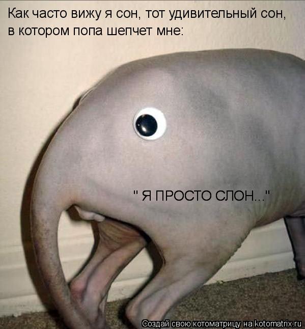 Котоматрица: Как часто вижу я сон, тот удивительный сон,   в котором попа шепчет мне: " Я ПРОСТО СЛОН..." " Я ПРОСТО СЛОН..."