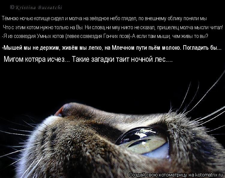 Тёмною ночью котище сидел и молча на звёздное небо глядел, по внешнему облику поняли мы Что с этим ко... Котоматрица: Тёмною ночью котище сидел и молча на звёздное небо глядел, по внешнему облику поняли мы Что с этим котом нужно только на Вы. Ни слова,ни мяу н