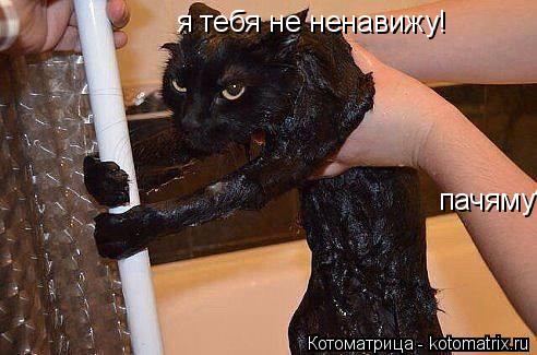 я тебя не ненавижу! пачяму?... Котоматрица: я тебя не ненавижу! пачяму?