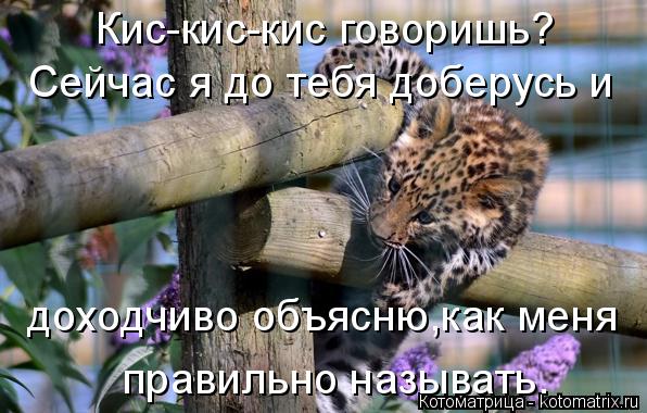 Котоматрица: Кис-кис-кис говоришь? Сейчас я до тебя доберусь и доходчиво объясню,как меня  правильно называть.