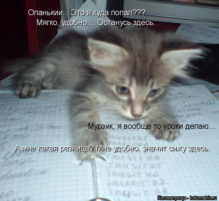 Котоматрица: Опанькии... Это я куда попал??? Мягко, удобно.... Останусь здесь. Мурзик, я вообще то уроки делаю.... А мне какая разница? Мне удобно, значит сижу з