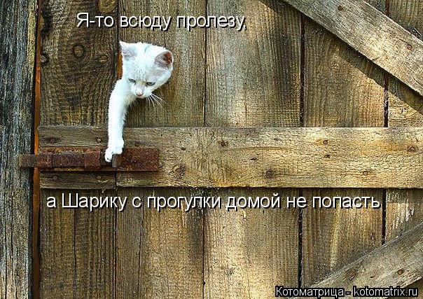Я-то всюду пролезу, а Шарику с прогулки домой не попасть... Котоматрица: Я-то всюду пролезу, а Шарику с прогулки домой не попасть