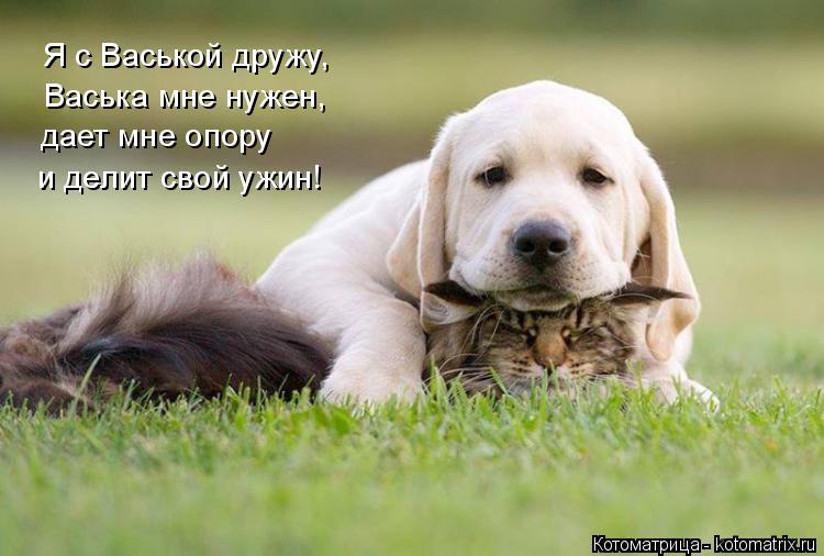 Я с Васькой дружу, Васька мне нужен, дает мне опору и делит свой ужин!... Котоматрица: Я с Васькой дружу, Васька мне нужен, дает мне опору и делит свой ужин!