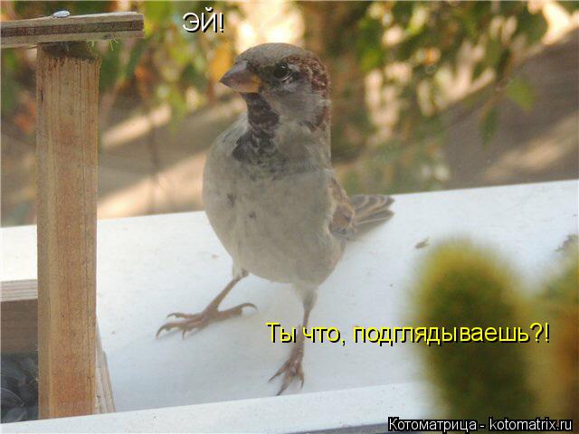 Котоматрица: ЭЙ! Ты что, подглядываешь?!