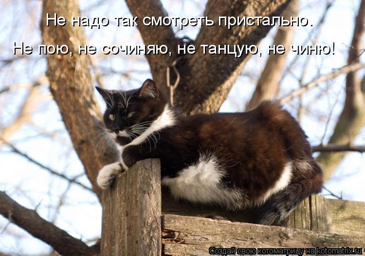 Котоматрица: Не надо так смотреть пристально. Не пою, не сочиняю, не танцую, не чиню!