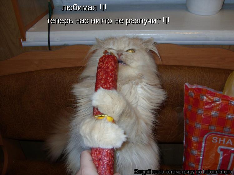 Котоматрица: любимая !!! теперь нас никто не разлучит !!!
