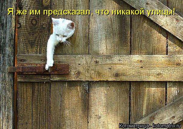 Котоматрица: Я же им предсказал, что никакой улицы!