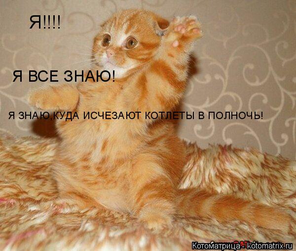 Я!!!! Я ВСЕ ЗНАЮ! Я ЗНАЮ,КУДА ИСЧЕЗАЮТ КОТЛЕТЫ В ПОЛНОЧЬ!... Котоматрица: Я!!!! Я ВСЕ ЗНАЮ! Я ЗНАЮ,КУДА ИСЧЕЗАЮТ КОТЛЕТЫ В ПОЛНОЧЬ!