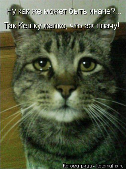 Ну как же может быть иначе?... Так Кешку жалко, что аж плачу!... Котоматрица: Ну как же может быть иначе?... Так Кешку жалко, что аж плачу!