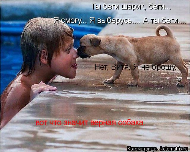 Котоматрица: Ты беги шарик, беги... Я смогу... Я выберусь.... А ты беги....  Нет, Витя. Я не брошу. вот что значит верная собака.