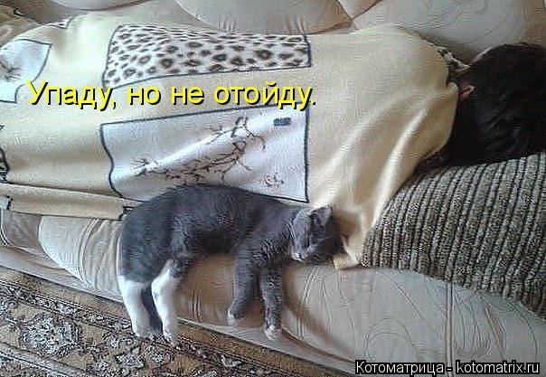Упаду, но не отойду.... Котоматрица: Упаду, но не отойду.