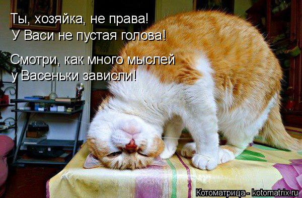 Ты, хозяйка, не права! У Васи не пустая голова! Смотри, как много мыслей у Васеньки зависли!... Котоматрица: Ты, хозяйка, не права! У Васи не пустая голова! Смотри, как много мыслей у Васеньки зависли!