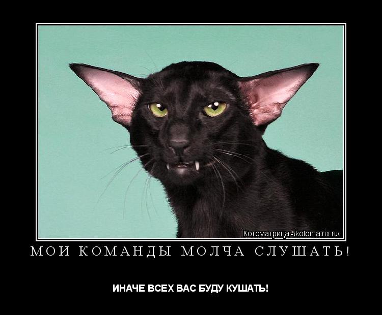 Котоматрица: МОИ КОМАНДЫ МОЛЧА СЛУШАТЬ! ИНАЧЕ ВСЕХ ВАС БУДУ КУШАТЬ!