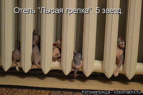 Отель "Лысая грелка". 5 звезд.... Котоматрица: Отель "Лысая грелка". 5 звезд.