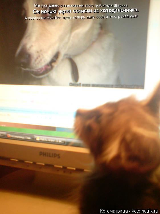 Котоматрица: Мы уже давно разыскиваем этого грабителя Шарика Он ночью украл сосиски из холодильничка. А сосисочки мои!Вот пусть теперь лапу сосёт,а то о