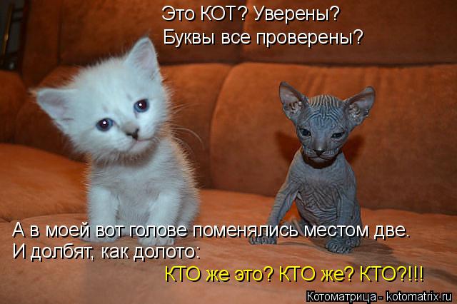 Котоматрица: Это КОТ? Уверены? Буквы все проверены? А в моей вот голове поменялись местом две. И долбят, как долото: КТО же это? КТО же? КТО?!!!