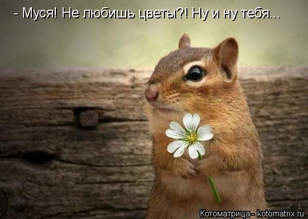 Котоматрица: - Муся! Не любишь цветы?! Ну и ну тебя...