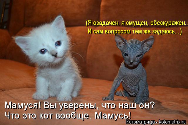 (Я озадачен, я смущен, обескуражен... И сам вопросом тем же задаюсь...) Мамуся! Вы уверены, что наш о... Котоматрица: (Я озадачен, я смущен, обескуражен... И сам вопросом тем же задаюсь...) Мамуся! Вы уверены, что наш он? Что это кот вообще. Мамусь!