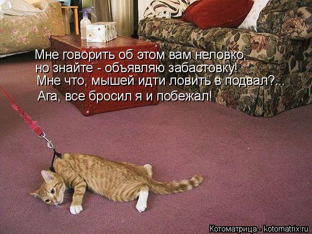 Котоматрица: Мне говорить об этом вам неловко, но знайте - объявляю забастовку! Мне что, мышей идти ловить в подвал?... Ага, все бросил я и побежал!