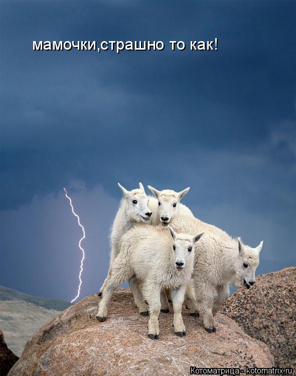 мамочки,страшно то как!... Котоматрица: мамочки,страшно то как!