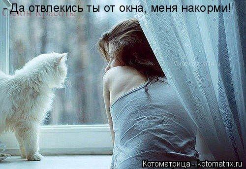 Котоматрица: - Да отвлекись ты от окна, меня накорми!