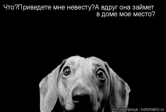 Котоматрица: Что?Приведете мне невесту?А вдруг она займет в доме мое место?