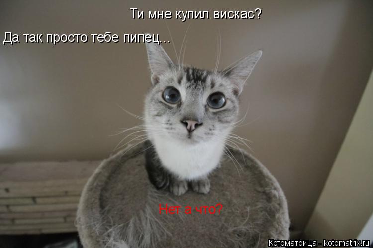Котоматрица: Ти мне купил вискас? Нет а что? Да так просто тебе пипец...
