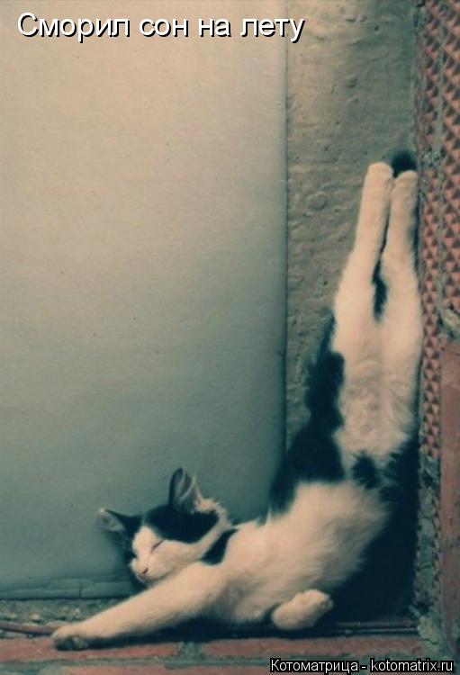 Котоматрица: Сморил сон на лету