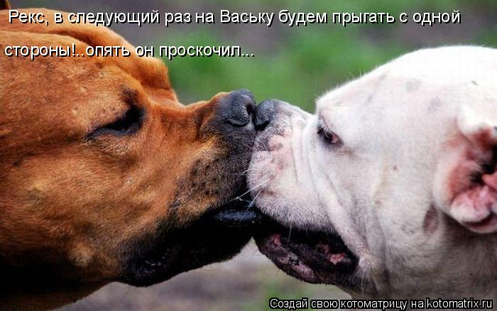 Рекс, в следующий раз на Ваську будем прыгать с одной стороны!..опять он проскочил...... Котоматрица: Рекс, в следующий раз на Ваську будем прыгать с одной стороны!..опять он проскочил...