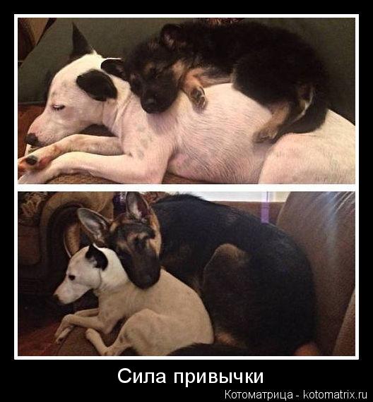 Котоматрица: Сила привычки