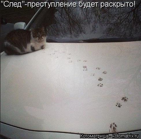 Котоматрица: "След"-преступление будет раскрыто!