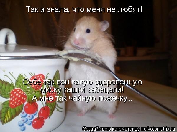 Котоматрица: Так и знала, что меня не любят! Себе так вон какую здоровенную  миску кашки забацали! А мне так чайную ложечку...