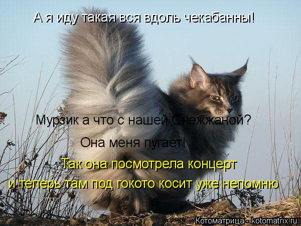 Котоматрица: А я иду такая вся вдоль чекабанны! Она меня пугает! Мурзик а что с нашей Снежжаной? Так она посмотрела концерт и теперь там под гокото косит у