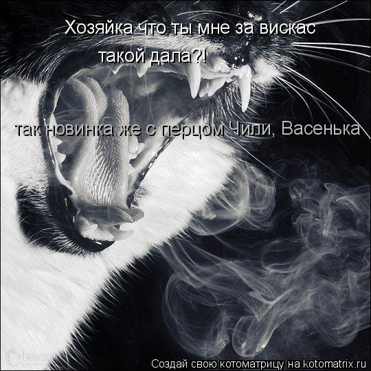 Котоматрица: Хозяйка что ты мне за вискас такой дала?! так новинка же с перцом Чили, Васенька