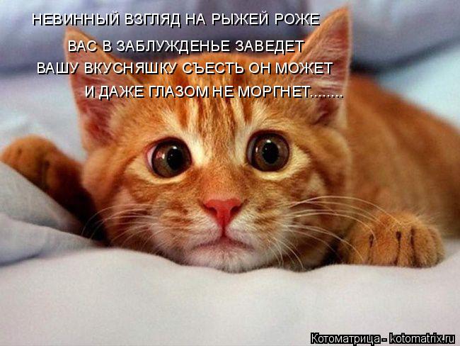 Котоматрица: НЕВИННЫЙ ВЗГЛЯД НА РЫЖЕЙ РОЖЕ ВАС В ЗАБЛУЖДЕНЬЕ ЗАВЕДЕТ ВАШУ ВКУСНЯШКУ СЪЕСТЬ ОН МОЖЕТ И ДАЖЕ ГЛАЗОМ НЕ МОРГНЕТ........