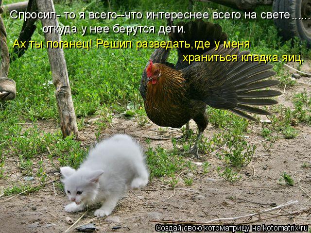 Спросил- то я всего--что интереснее всего на свете откуда у нее берутся дети. Ах ты поганец! Решил ра... Котоматрица: Спросил- то я всего--что интереснее всего на свете откуда у нее берутся дети. Ах ты поганец! Решил разведать,где у меня храниться кладка яиц.
