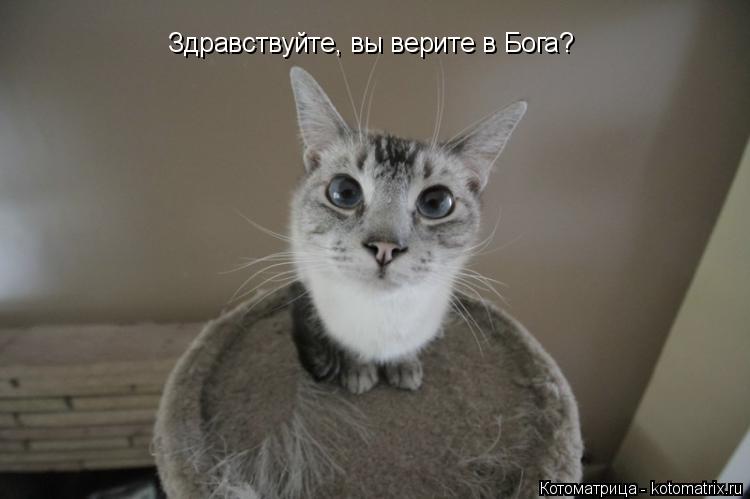 Здравствуйте, вы верите в Бога?... Котоматрица: Здравствуйте, вы верите в Бога?