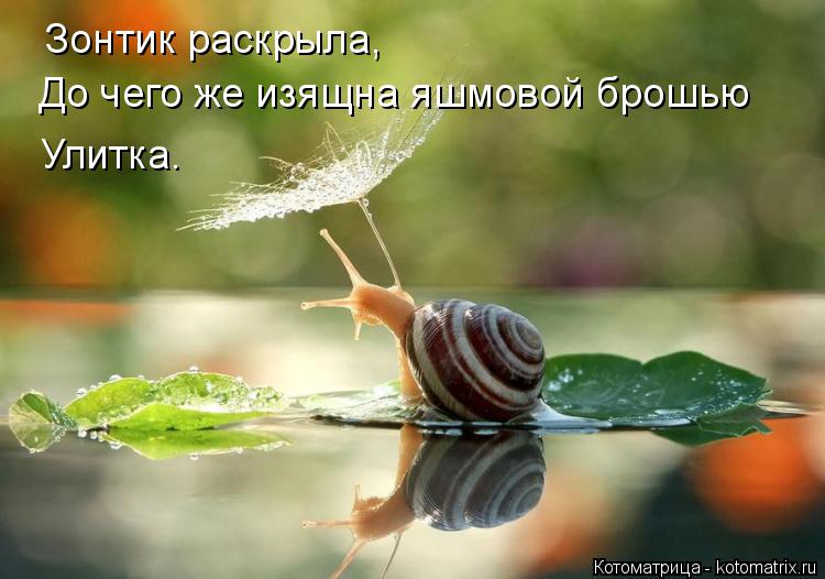Зонтик раскрыла, До чего же изящна яшмовой брошью Улитка.... Котоматрица: Зонтик раскрыла, До чего же изящна яшмовой брошью Улитка.